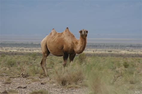 camel camel camel website